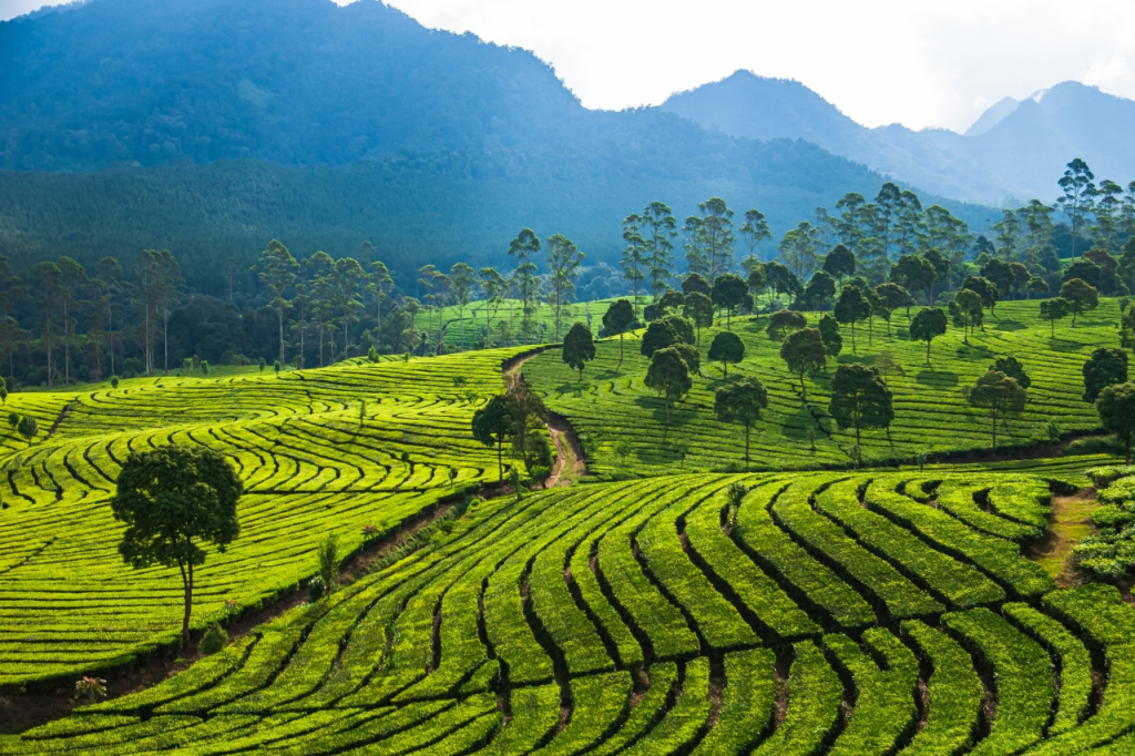 Kebun Teh Sukawana