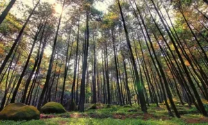 Hutan Pinus gunung pancar tempat prewedding di bogor