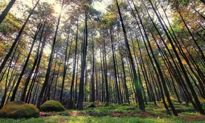 Hutan Pinus gunung pancar tempat prewedding di bogor
