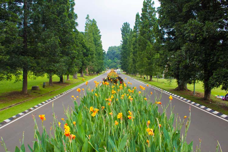 Rekomendasi Tempat Prewedding Paling Instagramable di Bogor 1 Kebun Raya Bogor