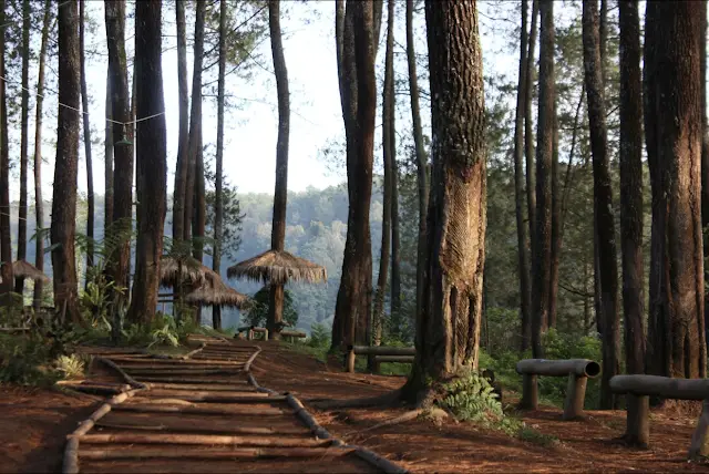 7 Lokasi Outdoor Prewedding Favorit di Bandung 3 Hutan Pinus Cikole