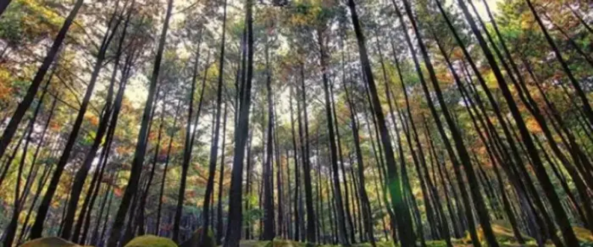 Hutan Pinus gunung pancar tempat prewedding di bogor