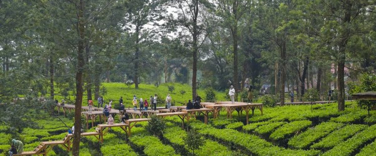 kebun teh gunung mas